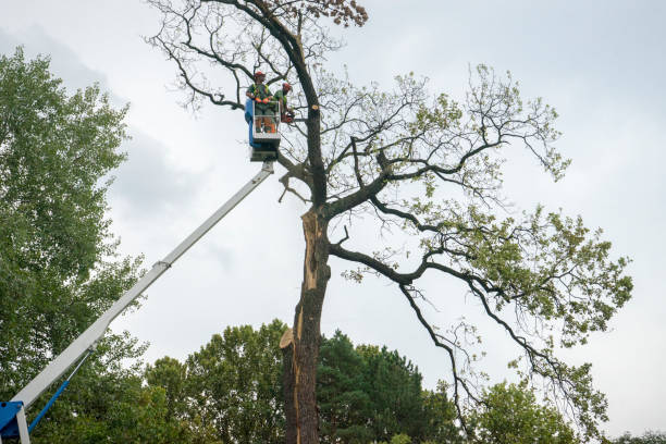 Why Choose Our Tree Removal Services in Lisbon, OH?